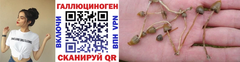 Купить где  Аткарск  Псилоцибиновые грибы мицелий 